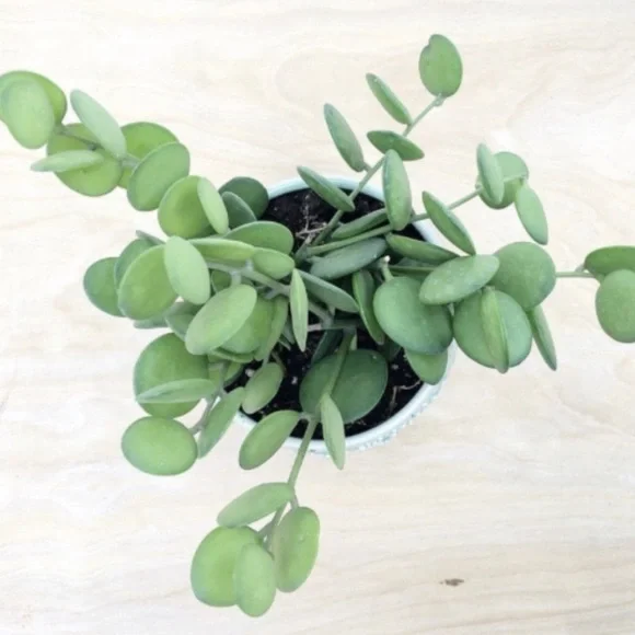 Rare Cutting Xerosicyos danguyi / Silver dollar / String of Coins - Picture 8 of 12